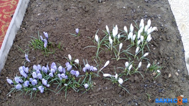 Крокусы
Фотограф: mrnsin

Просмотров: 5821
Комментариев: 0