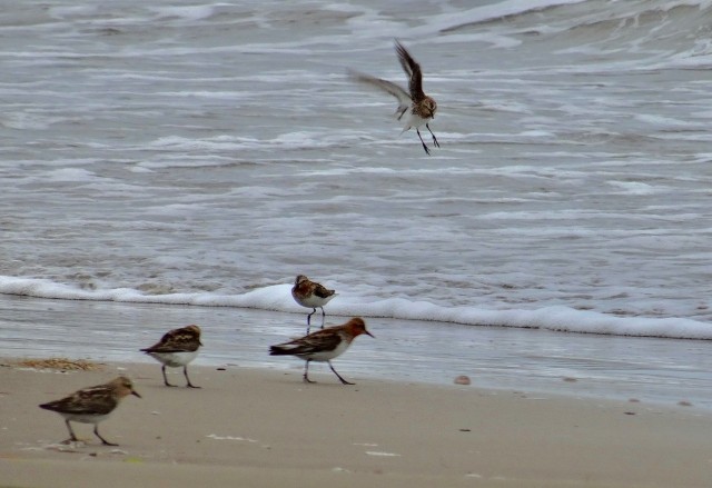 DSC04277
Фотограф: Сергей Буркацкий

Просмотров: 462
Комментариев: 0