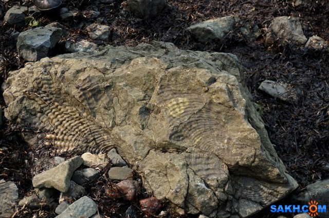 DSC03673
Фотограф: vikirin

Просмотров: 1882
Комментариев: 0