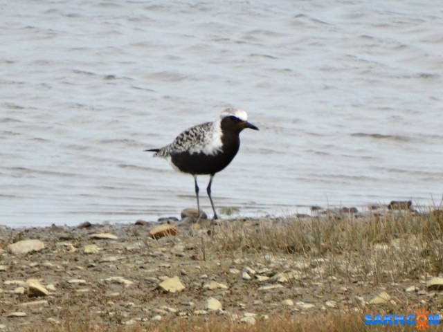 Тулес
Снято в п.Охотское
Просмотров: 745
Комментариев: 1