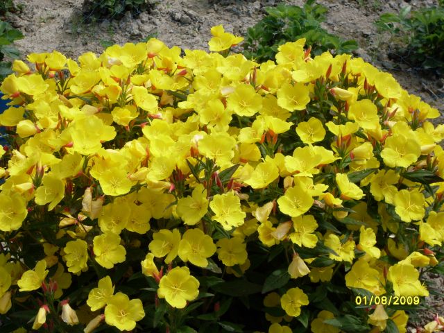 Энотера жёлтая
Фотограф: Maricha

Просмотров: 4907
Комментариев: 2