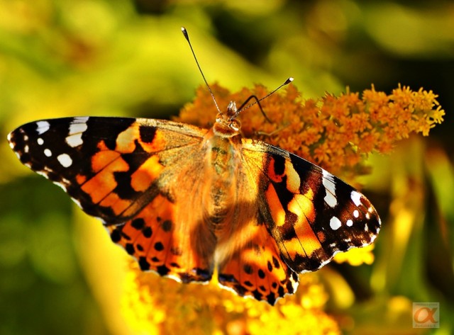 ***
Фотограф: Сергей Буркацкий

Просмотров: 743
Комментариев: 0