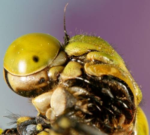 DSC06420
Фотограф: Сергей Буркацкий

Просмотров: 590
Комментариев: 0