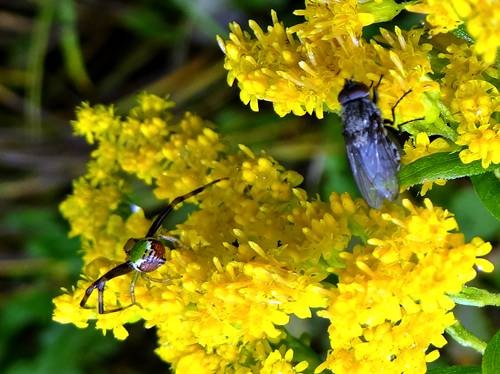 DSC03555
Фотограф: Сергей Буркацкий

Просмотров: 461
Комментариев: 0