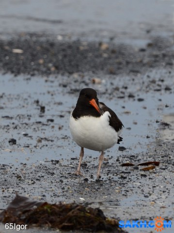 кулик-сорока
10 10 21 Найба

Просмотров: 369
Комментариев: 0
