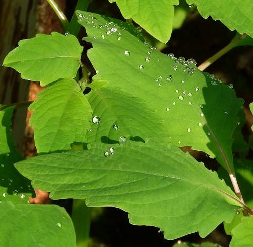 DSC00129
Фотограф: Сергей Буркацкий

Просмотров: 415
Комментариев: 0