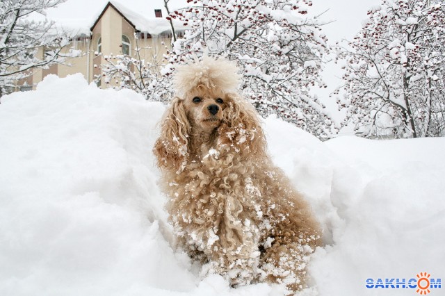 С Новым годом!

Просмотров: 1663
Комментариев: 0
