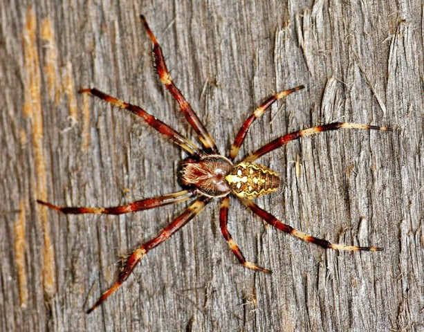 ***
Фотограф: Сергей Буркацкий

Просмотров: 721
Комментариев: 0