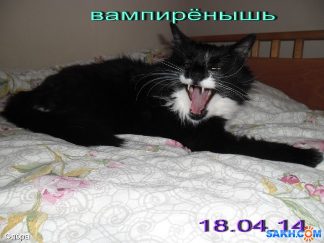 20140111 015
кот вампирёнышь

Просмотров: 2945
Комментариев: 0