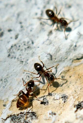 DSC05378
Фотограф: Сергей Буркацкий

Просмотров: 348
Комментариев: 0