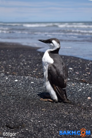 кайра тонкоклювая
о,Сахалин, долинский р-н

Просмотров: 348
Комментариев: 0