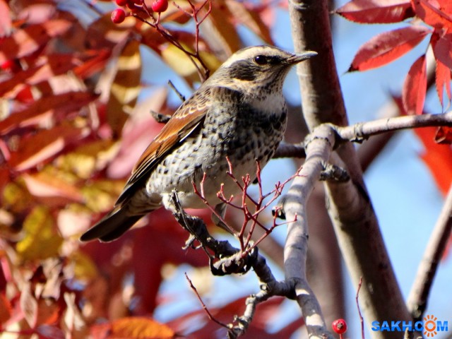 DSC03252_н

Просмотров: 518
Комментариев: 0