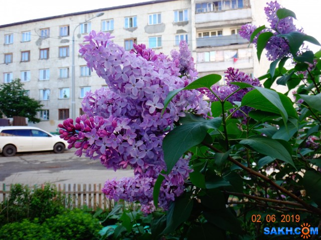 сирень цветёт

Просмотров: 1049
Комментариев: 0