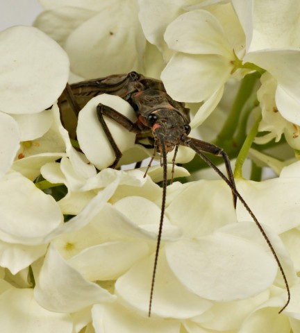 DSC00858
Фотограф: Сергей Буркацкий

Просмотров: 324
Комментариев: 0