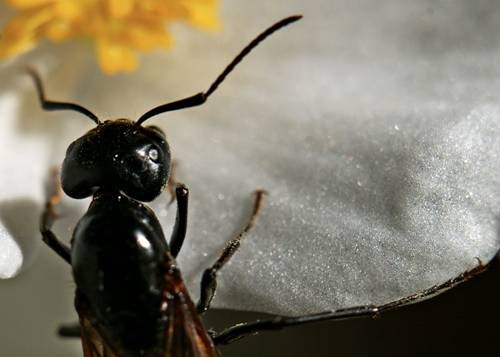 DSC05498
Фотограф: Сергей Буркацкий

Просмотров: 378
Комментариев: 0