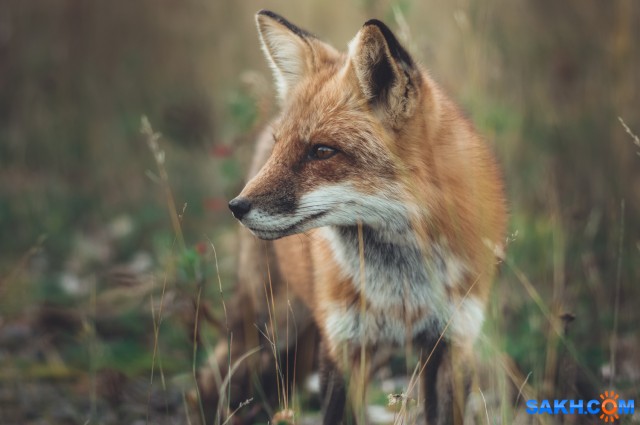 Лис

Просмотров: 853
Комментариев: 0