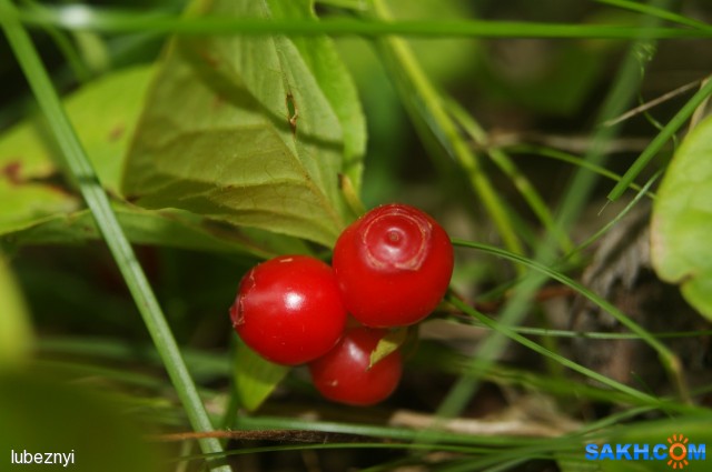 DSC09747
Фотограф: NIK

Просмотров: 753
Комментариев: 0