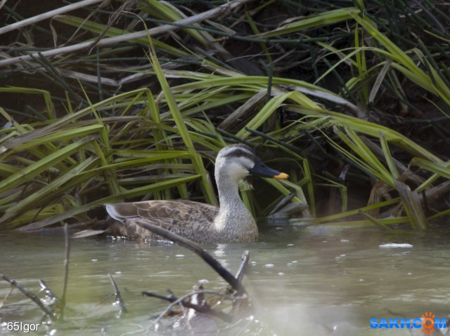 черная кряква
макаровский р-н.сахалин

Просмотров: 451
Комментариев: 0