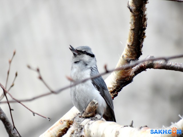 DSC06524_н
Весенняя песня поползня.
Просмотров: 881
Комментариев: 2