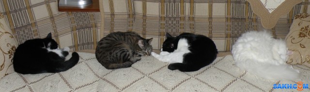 Четыре пушистых комочка.

Просмотров: 619
Комментариев: 0