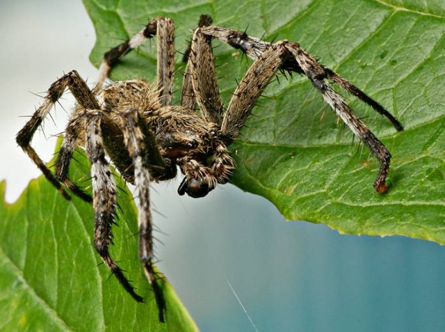 DSC02701
Фотограф: Сергей Буркацкий

Просмотров: 383
Комментариев: 0