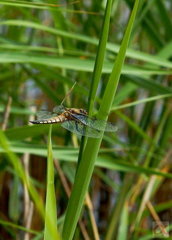 ***
Фотограф: Сергей Буркацкий

Просмотров: 788
Комментариев: 0