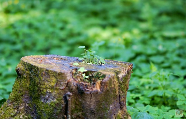 ***
Фотограф: Сергей Буркацкий

Просмотров: 827
Комментариев: 0