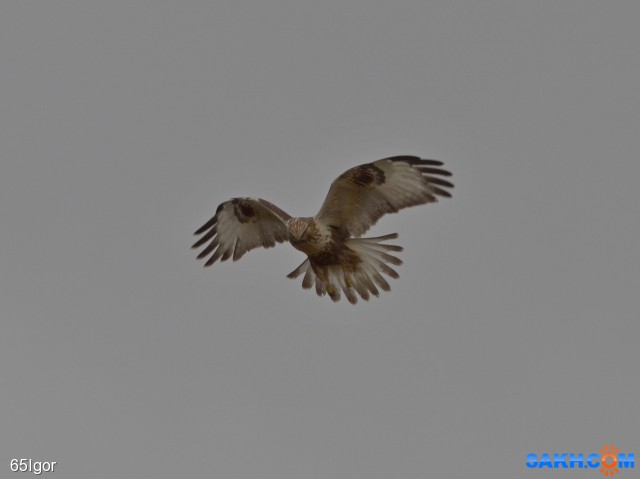 зимняк

Просмотров: 503
Комментариев: 1