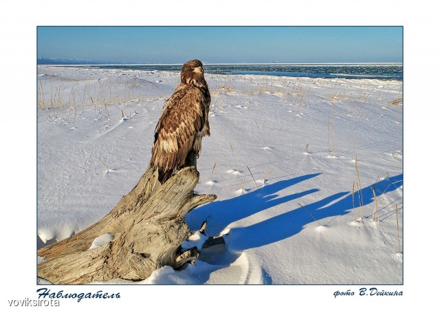 Орлан на посту.
Фотограф: В.Дейкин

Просмотров: 2994
Комментариев: 5