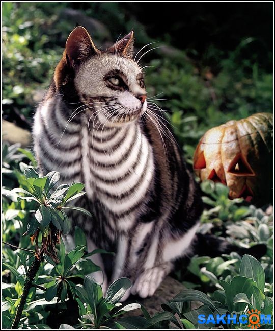 12
Фотограф: synthetic

Просмотров: 189
Комментариев: 0