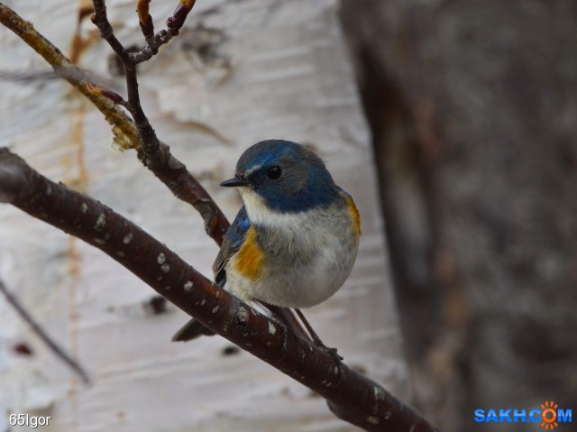 синехвост ка

Просмотров: 648
Комментариев: 0