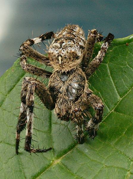 DSC02676
Фотограф: Сергей Буркацкий

Просмотров: 347
Комментариев: 0