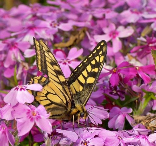 ***
Фотограф: Сергей Буркацкий

Просмотров: 909
Комментариев: 1