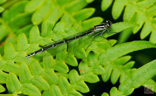 ***
Фотограф: Сергей Буркацкий

Просмотров: 783
Комментариев: 0