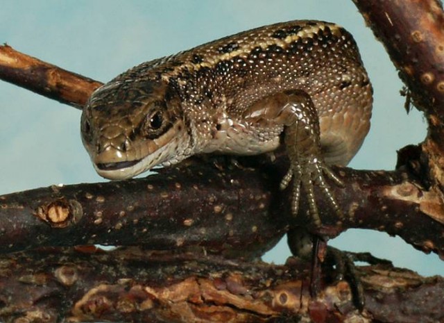 DSC02739
Фотограф: Сергей Буркацкий

Просмотров: 610
Комментариев: 0