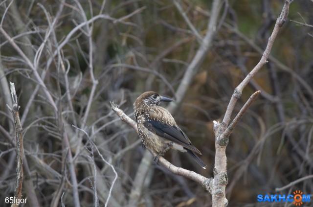 кедровка

Просмотров: 356
Комментариев: 0