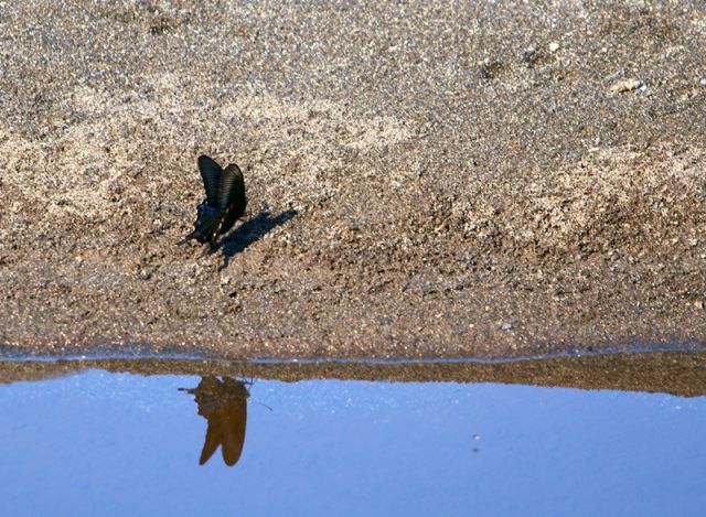 Отражение
Фотограф: Сергей Буркацкий

Просмотров: 1179
Комментариев: 0