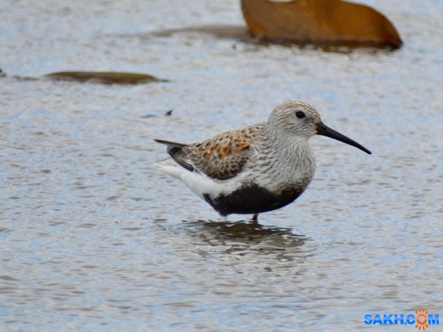 Чернозобик

Просмотров: 777
Комментариев: 1