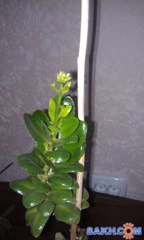 Безымяшка3

Просмотров: 349
Комментариев: 2