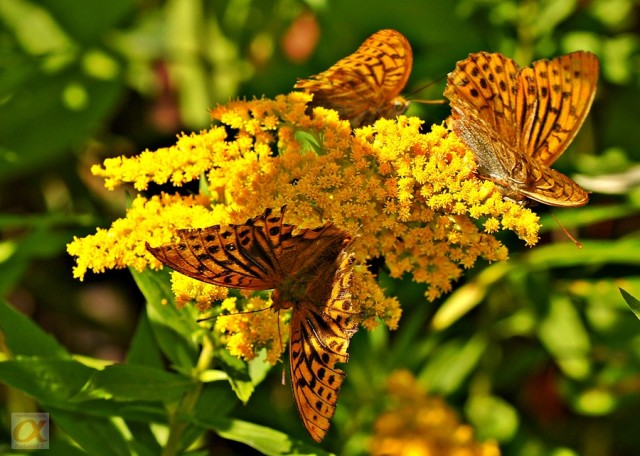***
Фотограф: Сергей Буркацкий

Просмотров: 775
Комментариев: 0
