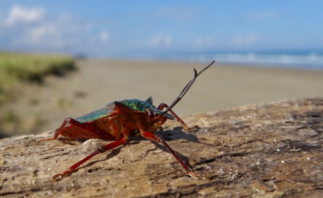 DSC06742
Фотограф: Сергей Буркацкий

Просмотров: 863
Комментариев: 0