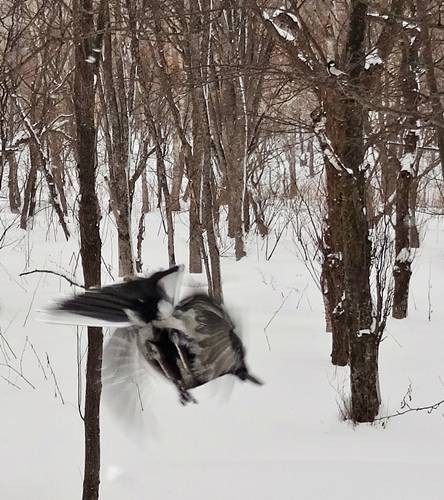 DSC00677
Фотограф: Сергей Буркацкий

Просмотров: 491
Комментариев: 0