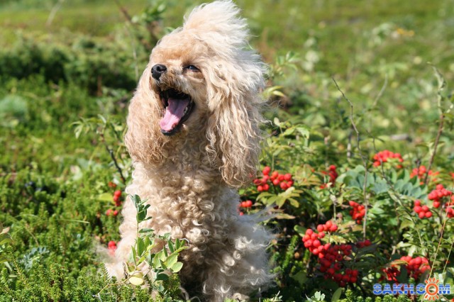 ягоду нашла...

Просмотров: 1617
Комментариев: 2