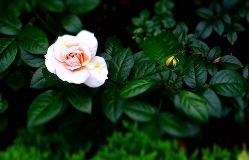 DSC00464
Фотограф: Сергей Буркацкий

Просмотров: 355
Комментариев: 0