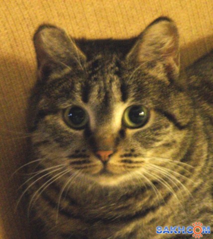 Портрет

Просмотров: 834
Комментариев: 0