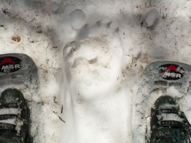 мишкин след, ещё..