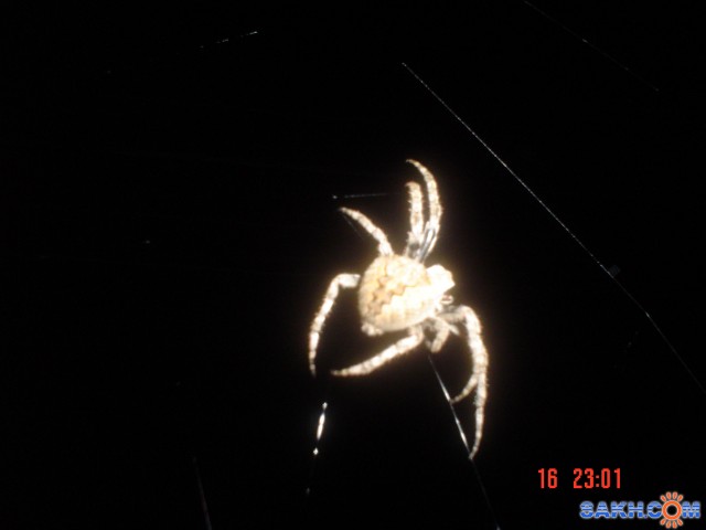 Jule2006(1)
паук

Просмотров: 1382
Комментариев: 2