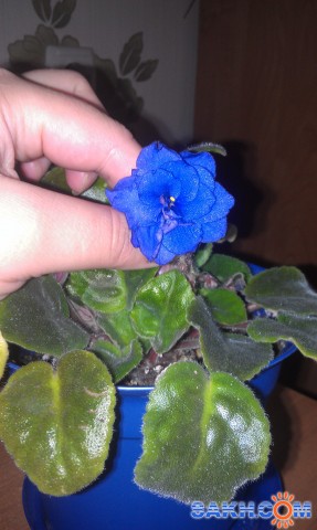 Фиалка синелиловая

Просмотров: 501
Комментариев: 0