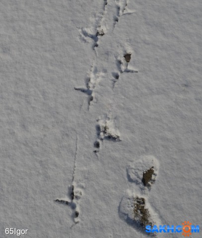 следы

Просмотров: 439
Комментариев: 0