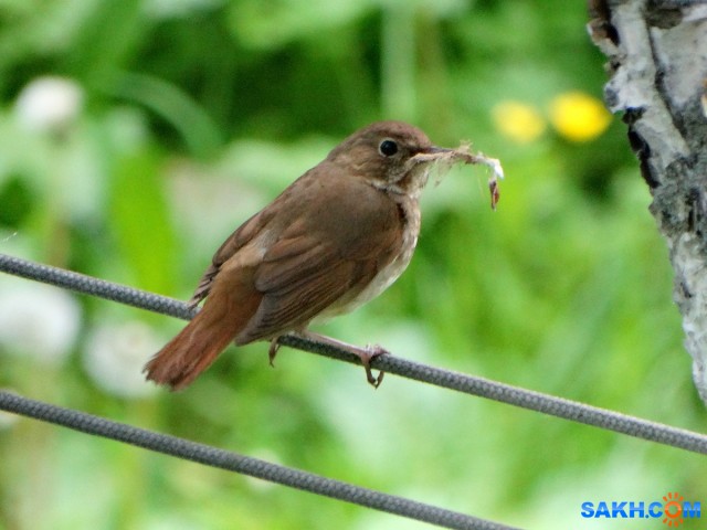 DSC06260_н
Соловей-свистун
Просмотров: 278
Комментариев: 0